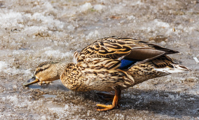 Female mallard duck walks on dirty snow.