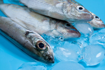 Fresh Seabasses with Ice on blue
