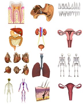 collection of 3d renders - female organs