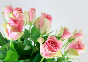 Pink and Cream Roses