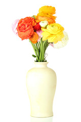 Ranunculus (persian buttercups) in vase, isolated on white