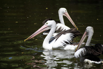 Drei schwimmende Pelikane