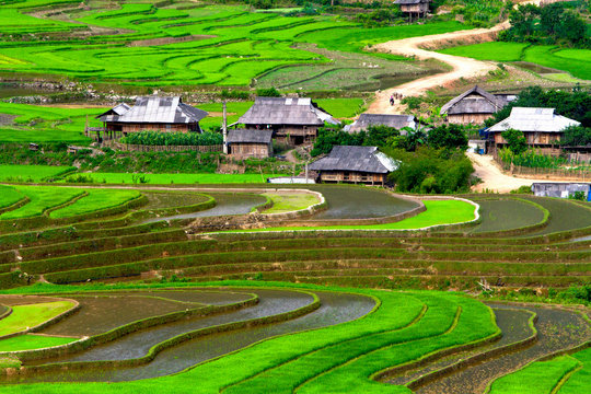 terraced rice fields with water in Mu Cang Chai\, Vietnam