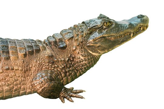 caiman close-up, isolated on white