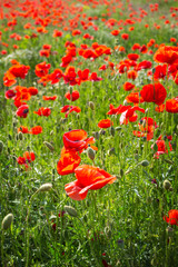 Field of Corn Poppy Flowers