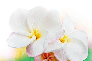 Naklejka na ściany i meble frangipani flowers