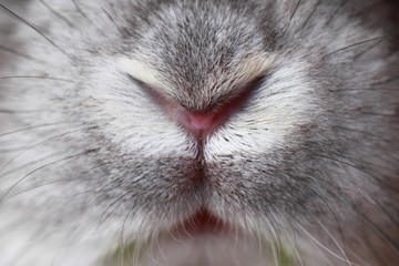 Rabbit mouth and nose