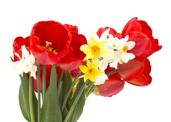 Fresh tulips and daffodils on white