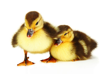 Cute ducklings, isolated on white