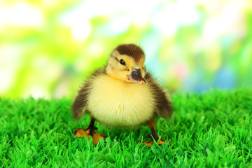 Cute duckling on green grass, on bright background