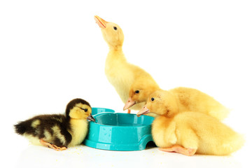 Cute ducklings, with drinking bowl isolated on white