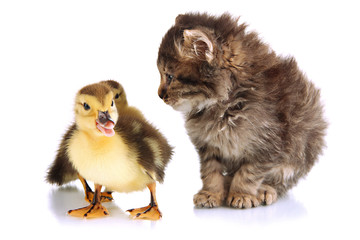Small kitten and ducklings isolated on white