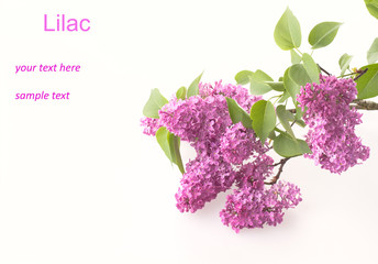 Lilac on a white background