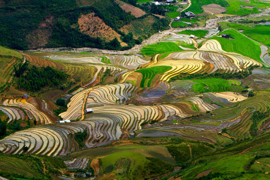 terraced rice fields with water in Mu Cang Chai, Vietnam