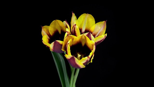 Yellow and purple bunch of tulip flowers blooming timelapse