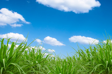 green grass and blue sky