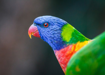 Red Eye of a Rainbow Lorikeet