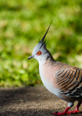 Crested Pigeon