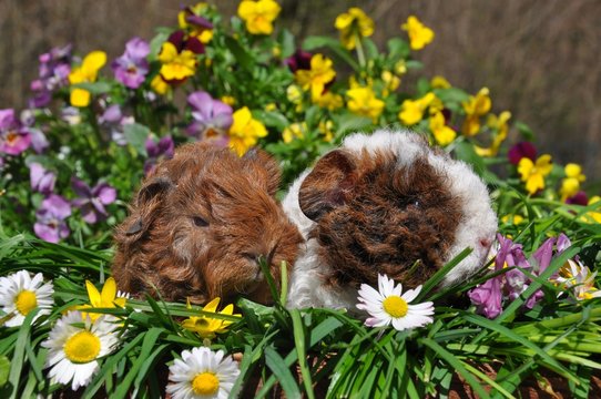 cochon d'Inde Lunkarya, b&eacute;b&eacute;s boucl&eacute; poils longs et fleurs