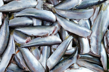 Obraz premium Fresh crude anchovies