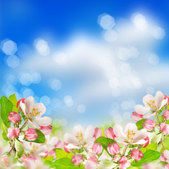 apple blossoms over blurred blue sky background