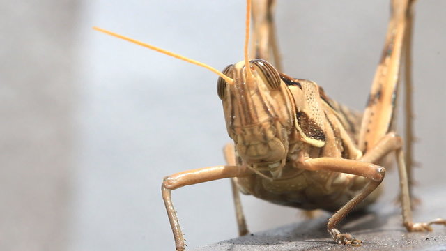 grasshopper walking, macro closeup hd clip