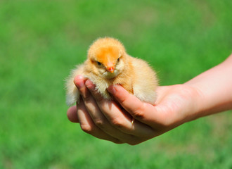 Hand with Chicken on green background.