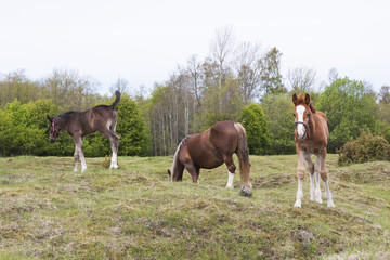 Fototapeta premium Horses eat on grass field