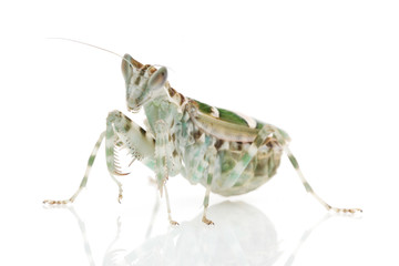 Praying Mantis