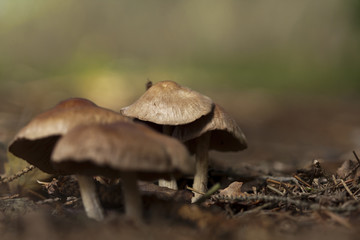 groupe de champignon Inocybe sur épine de sapin
