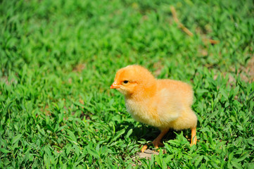 Beautiful little chicken on green grass