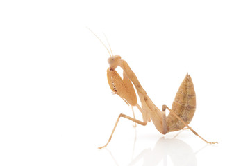 Praying Mantis