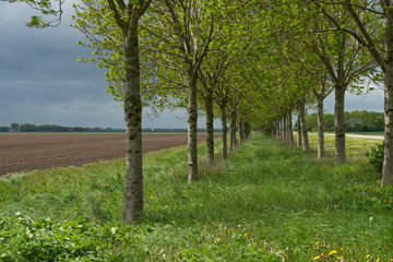 Double row of trees in sunlight in spring