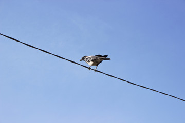 Raven  on wire over blue sky