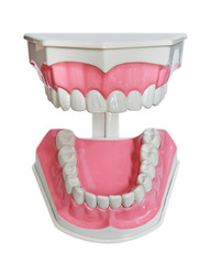 Plastic teeth and gum model