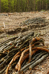 Deforestation and logging