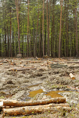 Deforestation and logging