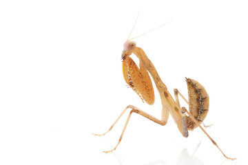 Praying Mantis