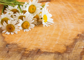 Flowers of camomile
