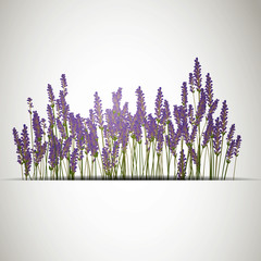 Vector Illustration of a Lavender Background