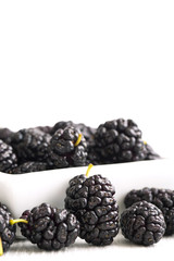 Mulberry - Morus celsa - Gelsi