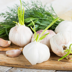 Garlic  and herbs on wooden background