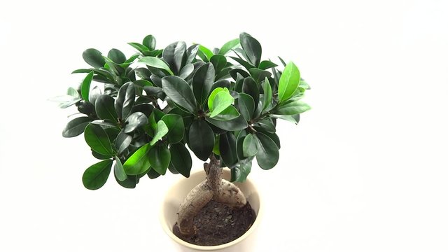 bonsai on white background 1080