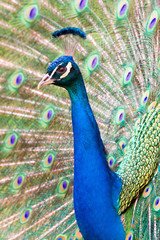 Obraz premium Portrait of beautiful peacock with feathers out