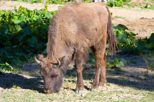 Shot Of An Aurochs