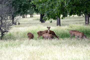 Fototapeta na wymiar Deer