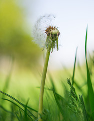 fluffy dandelion in the grass