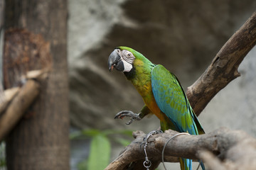 parrot in zoo