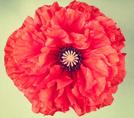 Single red poppy flower on vintage  background