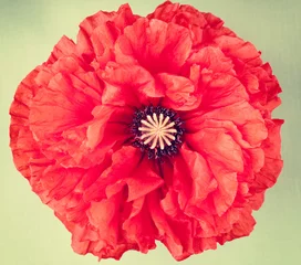 Photo sur Plexiglas Coquelicots Single red poppy flower on vintage  background